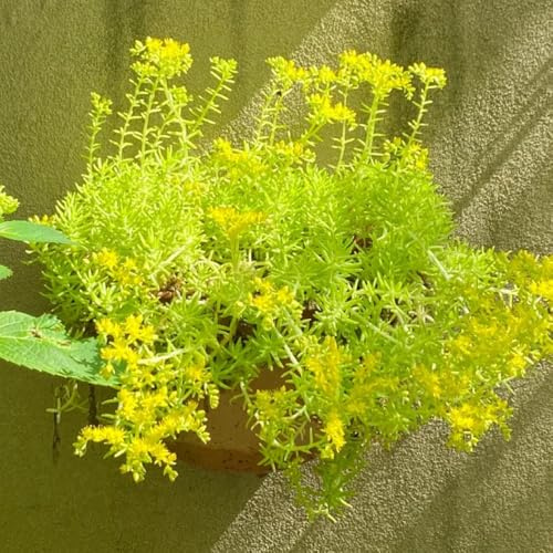 semillas lineales de sedum - primavera, resistentes en balcón jardín interior, otoño resistentes, 400pcs