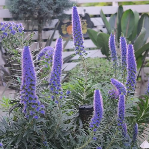 Semi di testa vipera perenne, Le perenni sono resistenti Echium vulgare, balcone, rare 100pcs