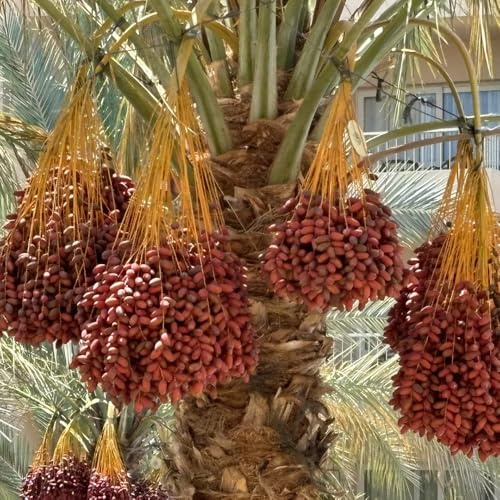 semillas de palmera datilera - decorativas interior estar balcón orgánicas variedades antiguas 120pcs