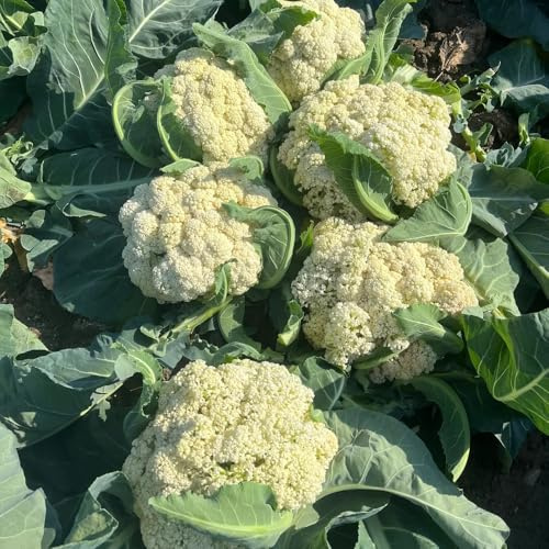 semillas de coliflor orgánicas, variedades tradicionales jardín, resistentes 80pcs