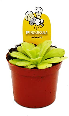 Exotenherz Fleischfressende Pflanze - Fettkraut - Pinguicula agnata - 9cm Topf