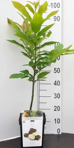 Kastanie Zwergobstbaum oder Mini Obstbaum Kastanienbaum Castanea sativa