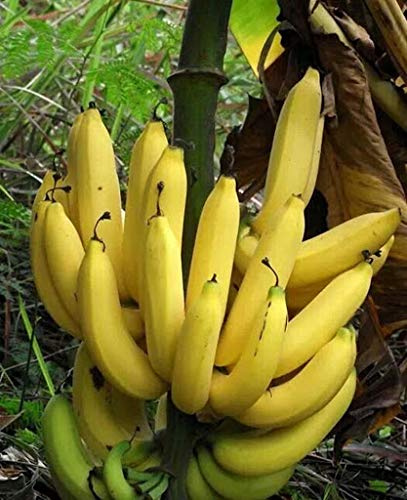 Morceaux de graines de banane paquet de 100 graines