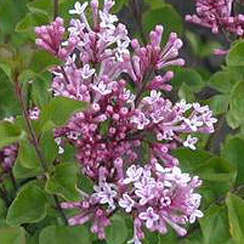 Syringa Meyeri 'Palibin'- Lilas de Chine 'Palibin' 40-60 cm en conteneur