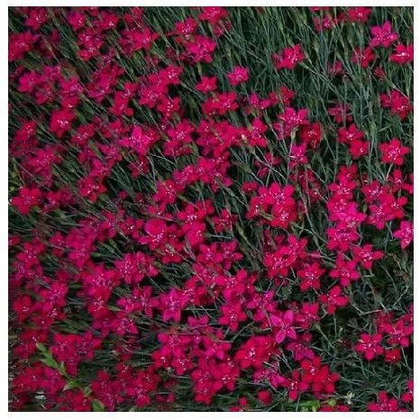 PlantGenesis Dianthus deltoides 'Brilliant' / Maiden Pink / Hardy Evergreen Perennial / Seeds