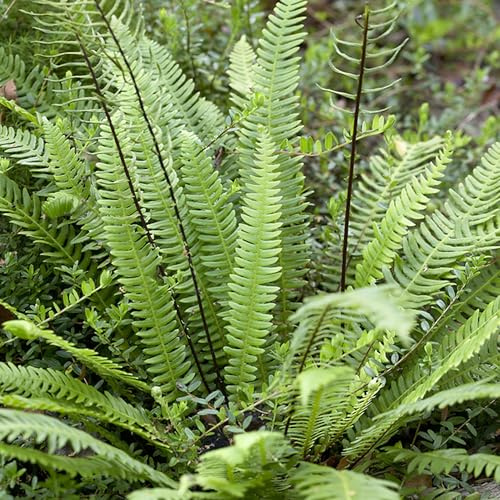 YouGarden Blechnum spicant Fern, Established Plant in 9cm Pot, Evergreen Hardy Shade-Loving Plant Ready To Plant For Gardens