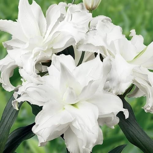Lilienzwiebeln Roselilly Vollelilly Volle Lilium Zwiebeln Onion Knollen Winterhart mehrjährig duftenden Prachtblüten Hochgewachsene Schöne Lilie als Rose Vollblüte gefüllte (Roselily Angela)