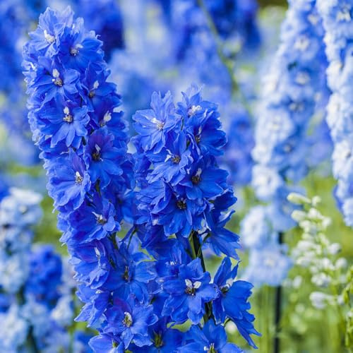 rittersporn blumensaat blumenwiesensaat wildblumen balkonblumen blumengarten blumensamen balkon balkonpflanze blumenstauden winterhart schnittblumen balkonpflanzen frühling blumendeko 400samen