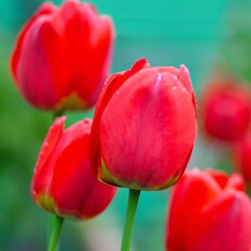 Plant in a Box - Tulipa 'Impressione rossa' - Bulbi di fiori - Set di 14 - Tulipano - Rosso