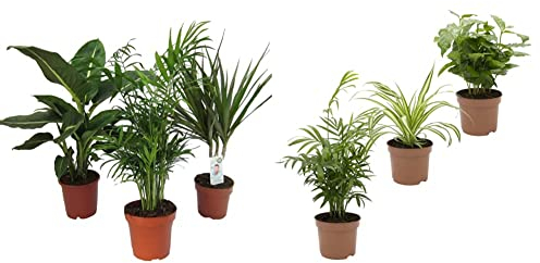Dominik Blumen und Pflanzen, Zimmerpflanzen Set aus 1x Diefenbachie & Indoor-Trio - Kaffee-Pflanze Coffea arabica, Grünlilie Chlorophytum comosum und Zimmerpalme Chamaedorea