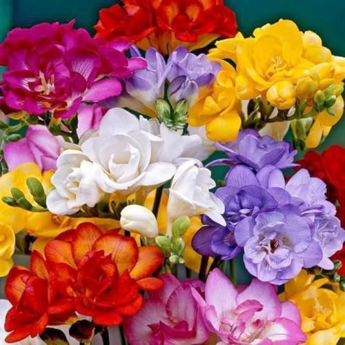 10 Double Freesia Mixed – Stunning Fragrant Blooms for Your Garden – Summer-Flowering Perennial, Perfect for UK Climate