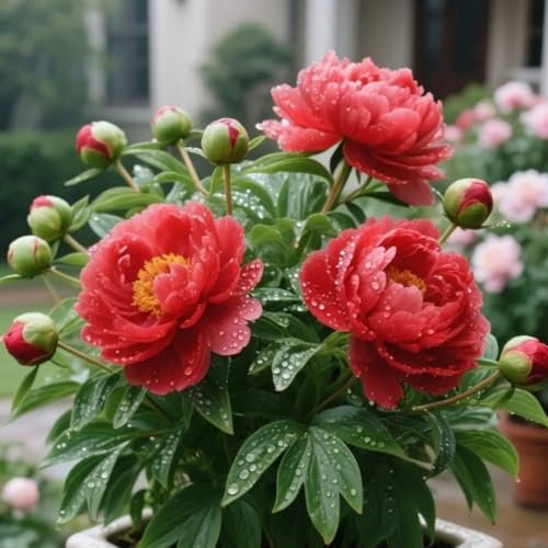 Compra peonias Tubérculo Resistente - Cebollas Perennes peonias, Variante Resistente Para Plantar -1rizoma-A