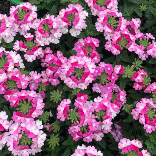 Verbena Hybrida - selvatiche balcone resistenti semi di resistenti giardino resistente semi di 30pcs
