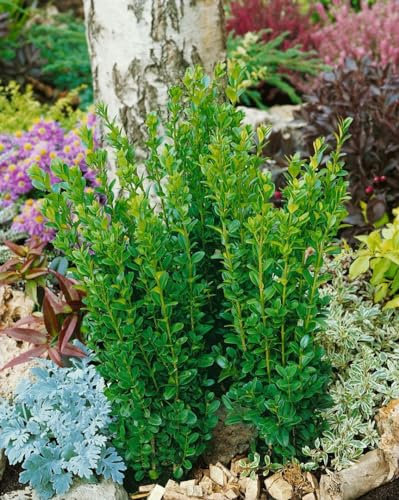 Buxus sempervirens 'Graham Blandy' 50-60 cm - Säulen-Buchsbaum, immergrün, ideal für Hecken und Kübel, pflegeleicht und winterhart
