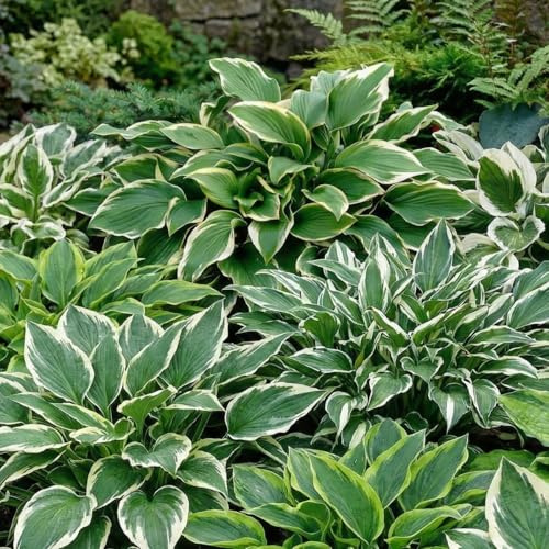 Hosta Strié Collection - 5 Fleurs à Planter Exterieur - Vivaces & Rustique - Plante Exterieur Jardin - Naturelle Plantes de Hollande pour pot et jardin (pas de graines, non artificielle)