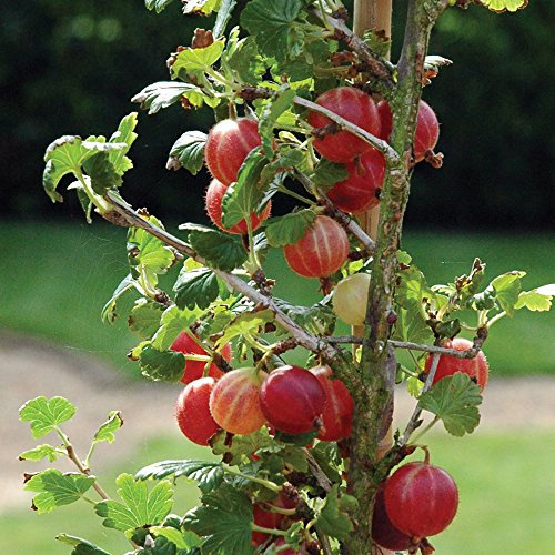 Thompson & Morgan Gooseberry Hardy Garden Plants, Easy to Grow Fruit Bush, Ideal for Gardens & Outdoors, Delicious Summer Fruit, 1 or 3 x Gooseberry Xenia Bare Root Plants (3 Bare Roots)