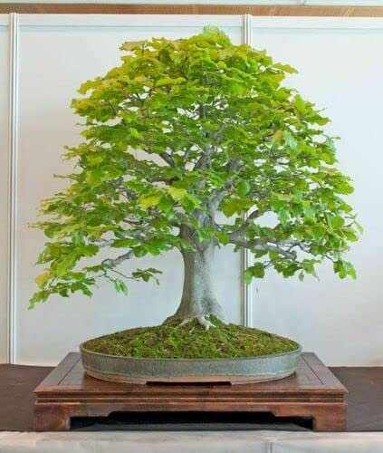 8 graines de HÊTRE COMMUN (Fagus Sylvatica) BONSAÏ W35 GRAINES DE HÊTRE EUROPÉEN