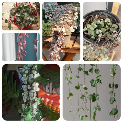 250 piezas Semillas de Ceropegia woodii, decoracion sala de estar semillas de flores de candelabro, semillas de plantas exóticas regalos sostenibles para mujeres acónitos de invierno