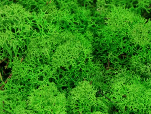 Fashion-Sonderposten Echtes Islandmoos Bastelmoos Deko Moos konserviert versch. Farben 500Gramm (Grün)