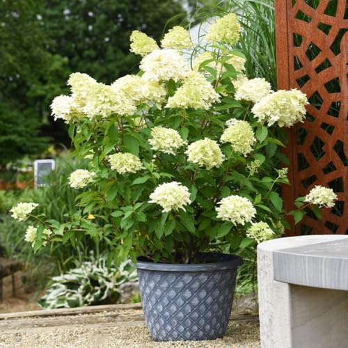 Hydrangea paniculata 'Skyfall' Large White Panicles with Star-Shaped Florets - Compact Habit with Erect Stems for Gardens & Patios - Hardy Shrub - 2X 9cm Potted Plants by Thompson and Morgan (2)