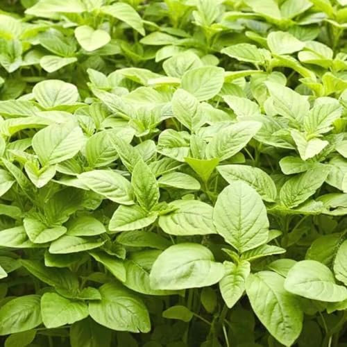 Green Amarnath Seeds,Giant Steam Amarnath, Data Shak, Dugi, Easy to Growing - 1000 Seeds