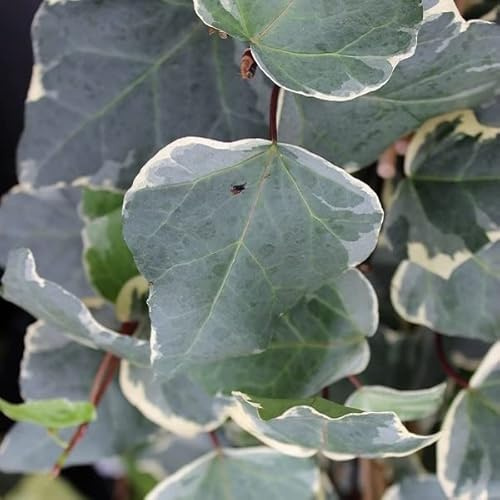 Lierre des Canaries 'Gloire de Marengo' – Hedera algeriensis 'Gloire de Marengo' 50-60 cm pot | Plante grimpante vigoureuse, feuillage panaché décoratif