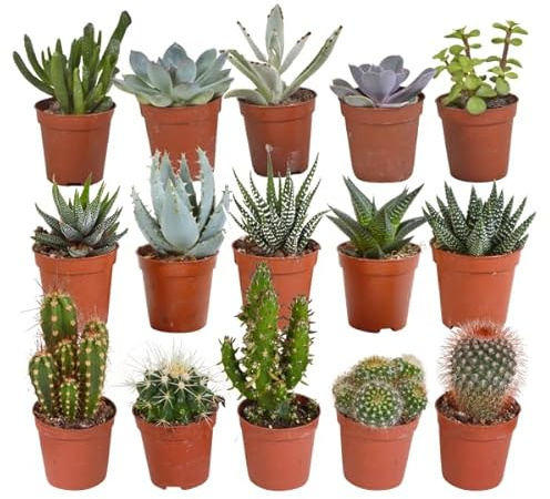 Kakteen und Sukkulenten Mix – 15 Pflanzen – Ø5,5cm Zimmerpflanzen – Verschiedene Arten wie Cereus, Echeveria, Haworthia & Crassula – Pflegeleichte Mini Pflanzen für Deko, Büro & Zuhause