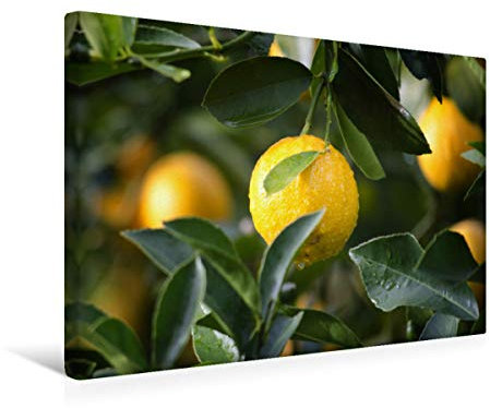 Premium Textil-Leinwand 45 x 30 cm Quer-Format Zitronenbaum | Wandbild, HD-Bild auf Keilrahmen, Fertigbild auf hochwertigem Vlies, Leinwanddruck von Rose Hurley