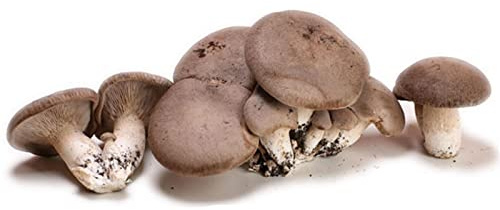 Balletta per la Produzione Professionale di Funghi Cardoncelli Pleurotus Eryngii Ideale per la Coltivazione del Fungo Cardoncello Pugliese Substrato e Ceppo (15)