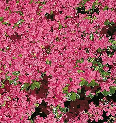 Japanische Azalee Kermesina 15-20cm - Rhododendron obtusum - Zwerg Alpenrose - lebende Gartenpflanze aus den Baumschulen