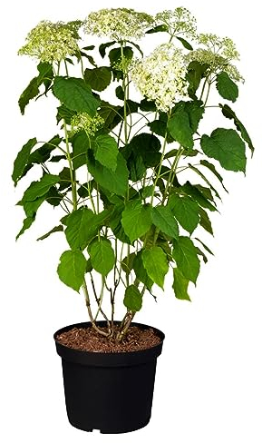 Hydrangea arborescens 'Annabelle' 40-60 cm – Winterhart, Mehrjährig, Pflegeleicht – Schneeballhortensie – Blütenstrauch für Garten & Beet