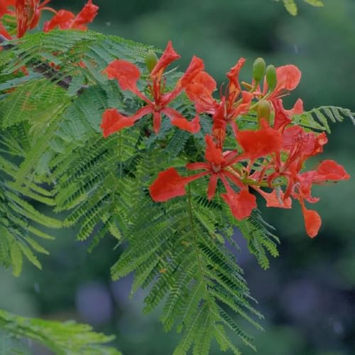 semi resistenti di albero di fiamma, rare interno vecchie varietà da giardino all'esterno roccioso biologici decorazione 50pcs