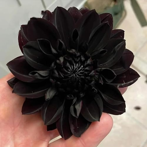 dahlien dahlie blumendeko bodendecker winterhart mehrjährig balkonpflanzen winterhart zimmerpflanze gartenblumen pflanztopf steingartenpflanzen stauden wildblumen balkon garten indoor 9zwiebeln