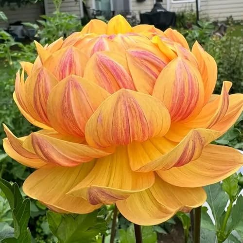 tuberi di dalia, dalie copertura del terreno, resistente, rizoma di dalia decorazioni giardino per esterni resistenti giardino e balcone bonsai 5bulbi