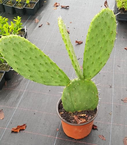 Opuntia lasiacantha 'Blanca Cristalina' / Nopal de Cerro/Conteneur de 3 à 4 litres/Cactus