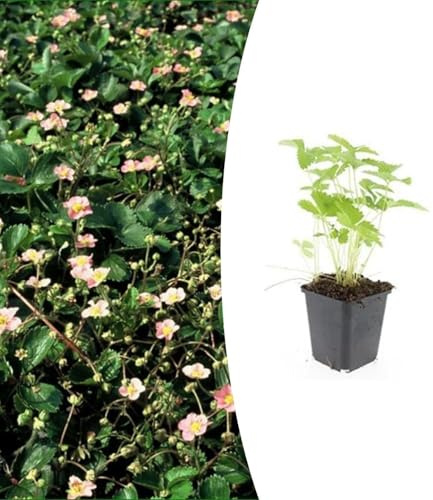 Plantas de Fresa Silvestre Fragaria Vesca, Pack de 12, Maceta 9 cm