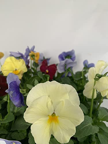 Bedding Plants - Pansy 'Watercolours Mix' - 20 x Full Plant Pack - Pansy Plants - Pansies - Premium Quality Pansy
