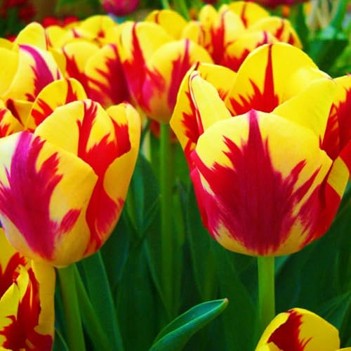 Tulip Bulbs-Tulip Bulbs for Planting Now UK,Ornamental Flowers,Hardy Perennial,Wedding Flowers,Garden Flowers-3bulbs-a