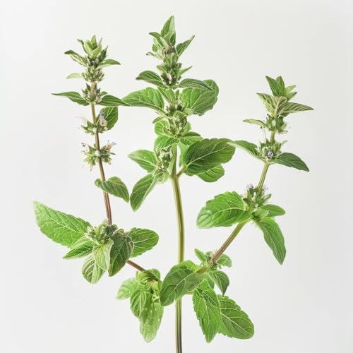 1000 Semi di Menta Puliot (Mentha pulegium) - SemiSelvaggio Permacultura