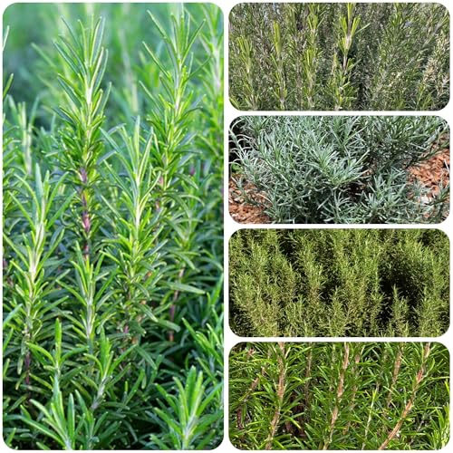 semi di rosmarino biologici - perenni giardino interno resistenti decorazione balcone 500pcs