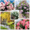 200 Graines de Rosier Grimpant, Graines de Roses de Couleurs MéLangées, Plante Vivace Exterieur, Peuvent Fleurir en Toutes Saisons, pour Les Clôtures, Les Treillis et Les Plantations Sur Balcon(Rosi