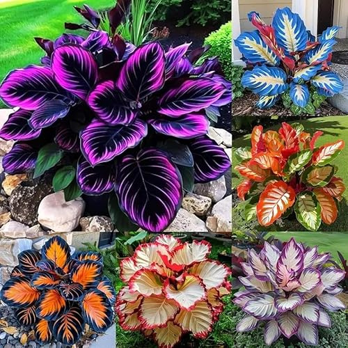 Perenne resistente/Regalo/Crescita, giardini e balconi, Raro Rizoma Di Hosta, Resistente All'Inverno, 8bulbs-B