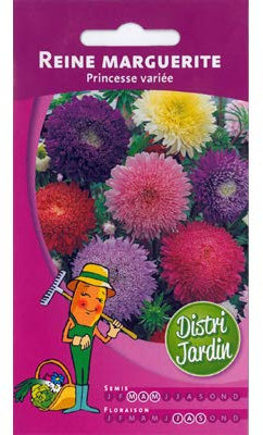 Reine marguerite Princesse variée