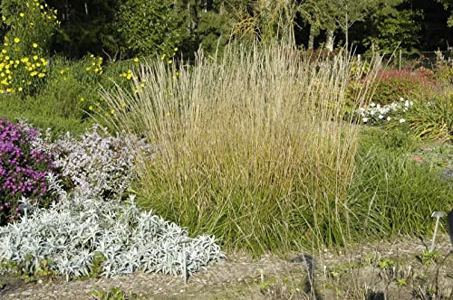 Calamagrostis x acutiflora 'Waldenbuch' 9x9 cm Topf – Winterhart, Mehrjährig, Pflegeleicht – Garten-Reitgras – Ziergras für Beet & Rabatte