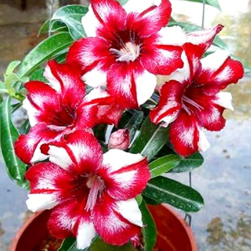 Rosa del deserto bonsai Per fioriere eleganti,Bellezza Ambiente,capolavori in vaso di premium garden stakes a rapida crescita brillante,adenium obesum vera.-5unità