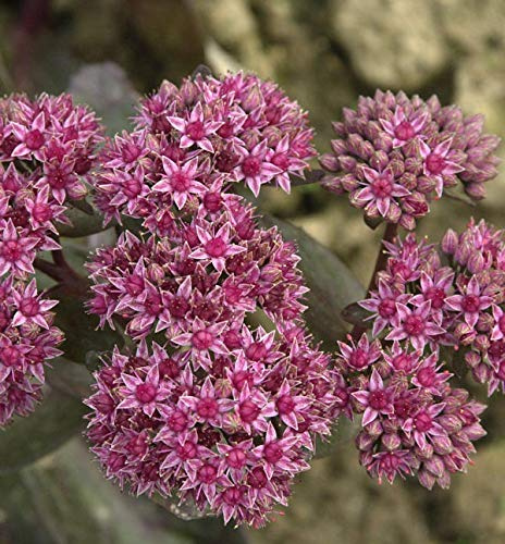 Große Fetthenne Mohrchen - Sedum telephium - lebende Gartenpflanze aus den Baumschulen