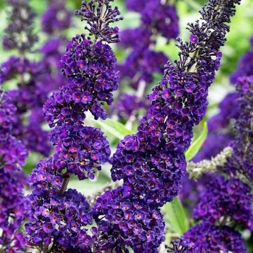Plant Theory Black Knight Butterfly Bush Buddleja Davidii Shrub Plant 2L Pot