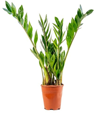 Bonplants Zamioculcas Zamilifolia, Pianta di Padre Pio Vera, Vaso 15, h 55 cm