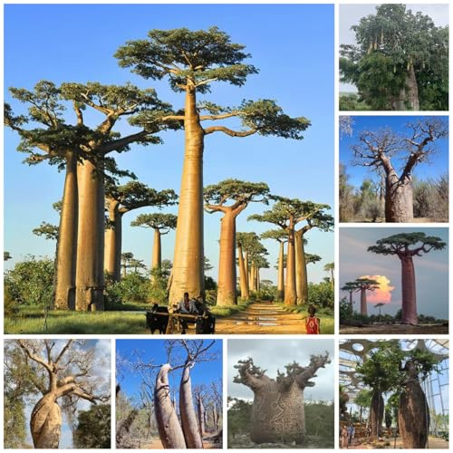 affenbrotbaum - exotische winterhart baobab, zimmerpflanzen baumsamen garten winterhart bonsaibaum züchten 10samen