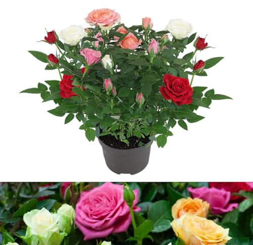 Carbeth Plants - 1 x Real Indoor Rose Plant Quattro Mix - Live Miniature Potted Rose in 10.5cm Pot - Houseplant Perfect for House Warming Present, Birthday and Thank You Gift